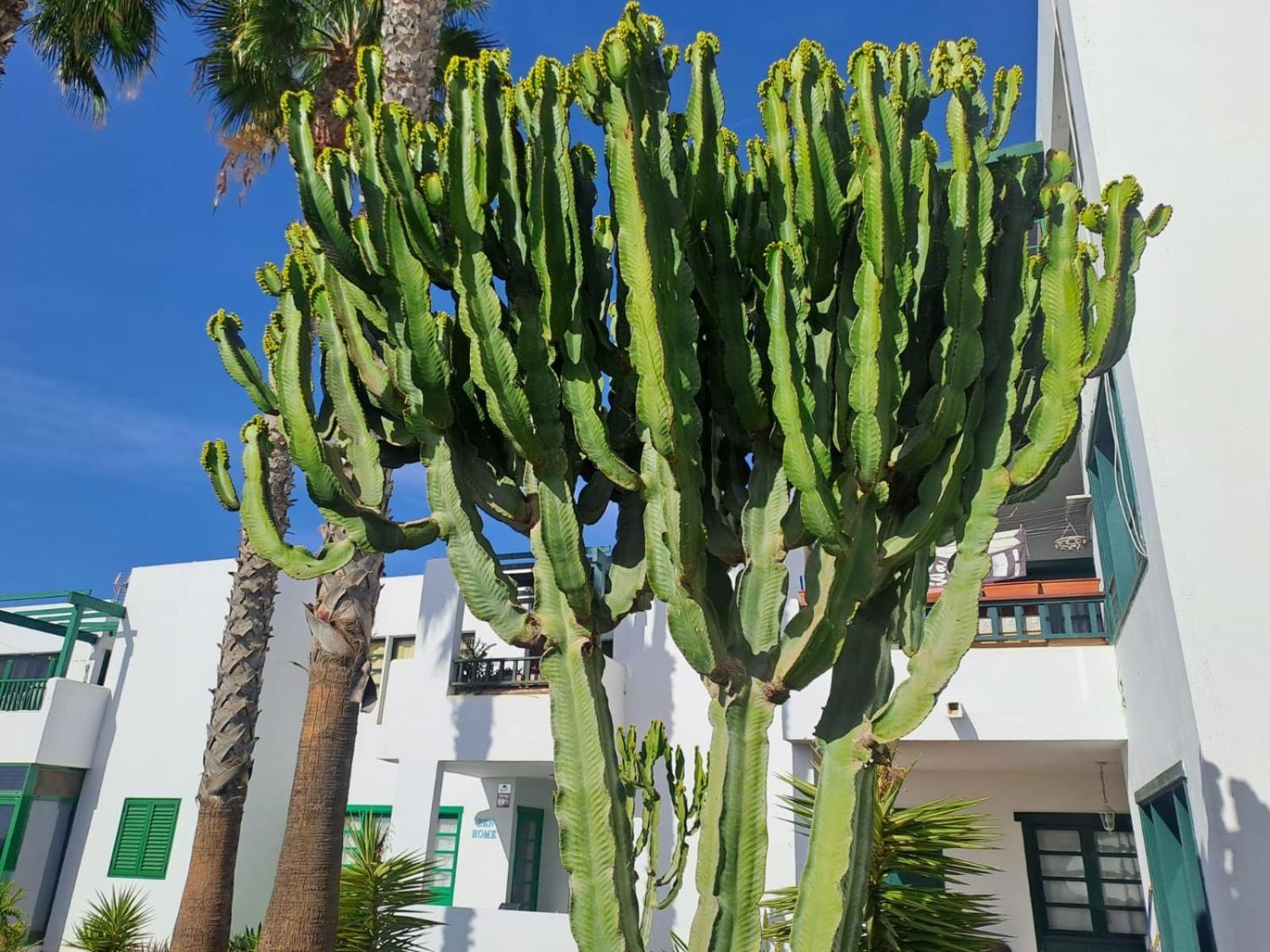 Azul Tuscan Playa Y Piscina 科斯塔特吉塞 外观 照片